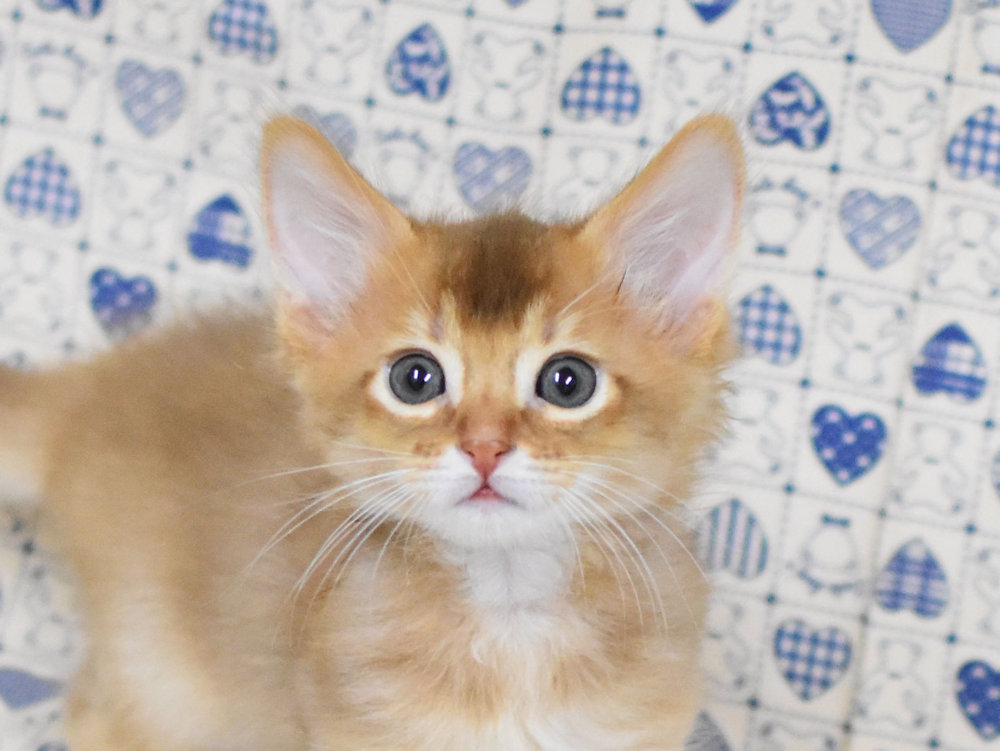 ソマリ　レッド　おす　（２５年１０月９日生れ）